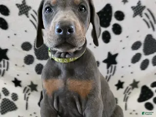 Doberman Pinscher dogs Doberman Pinscher Puppy 2 - Ad 3