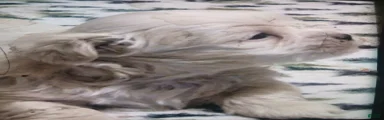 Shih Tzu Puppy 2