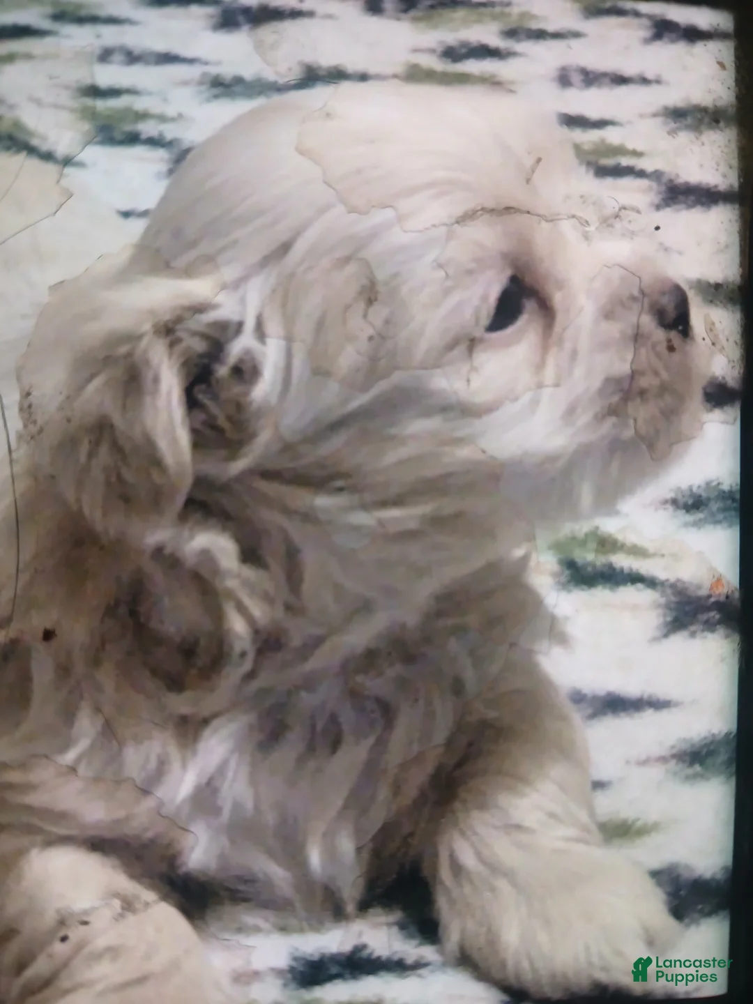 Shih Tzu dogs for sale: Shih Tzu Puppy 2 - Ad 1