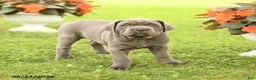 Cane Corso dogs for sale: Daffodil - Ad 4