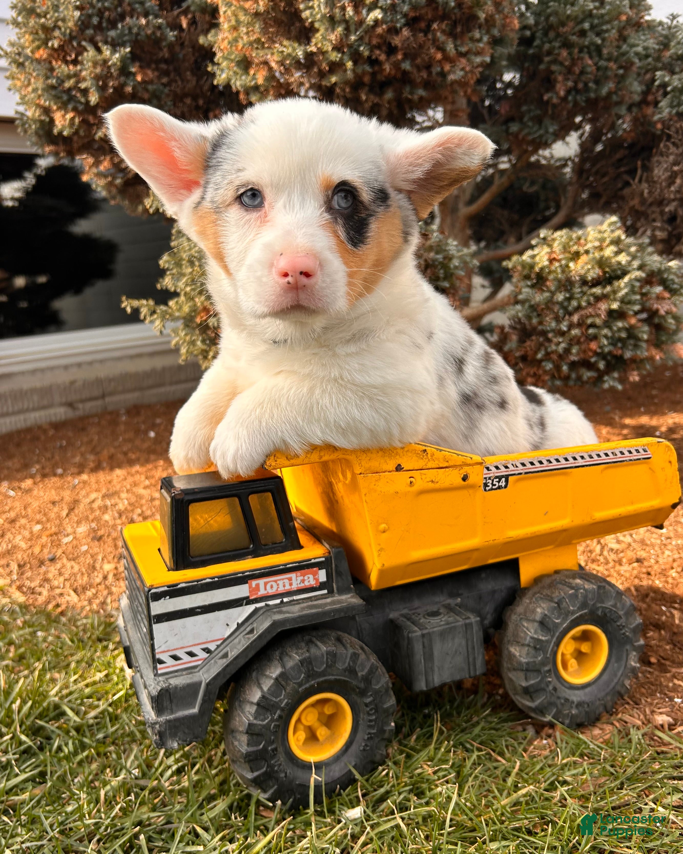 Welsh Corgi Pembroke dogs Duke - Ad 2