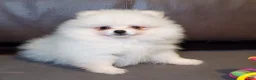Pomeranian dogs for sale: Nugget - Ad 5
