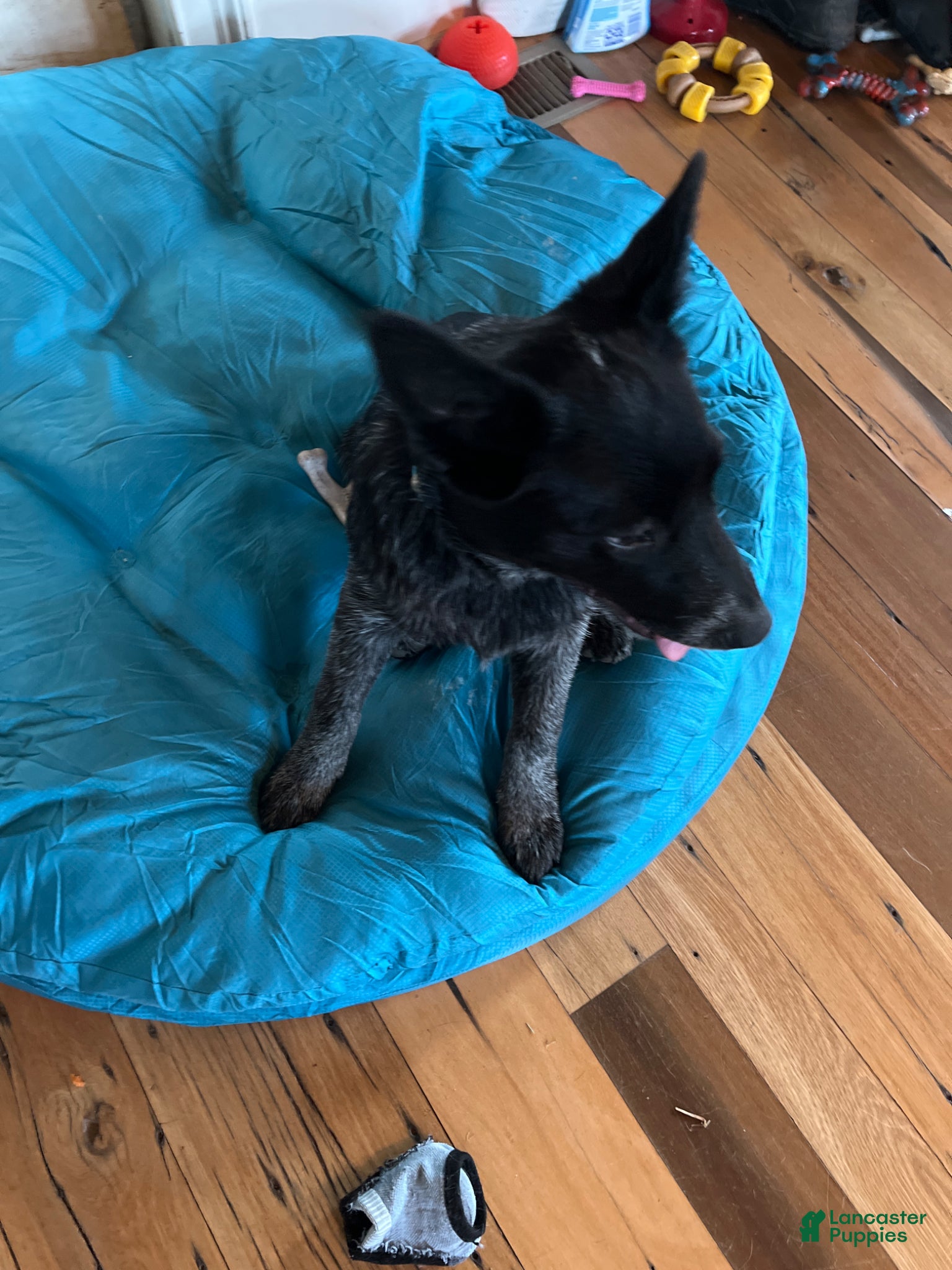 Australian Cattle Dog dogs Australian Cattle Dog Puppy 1 - Ad 2