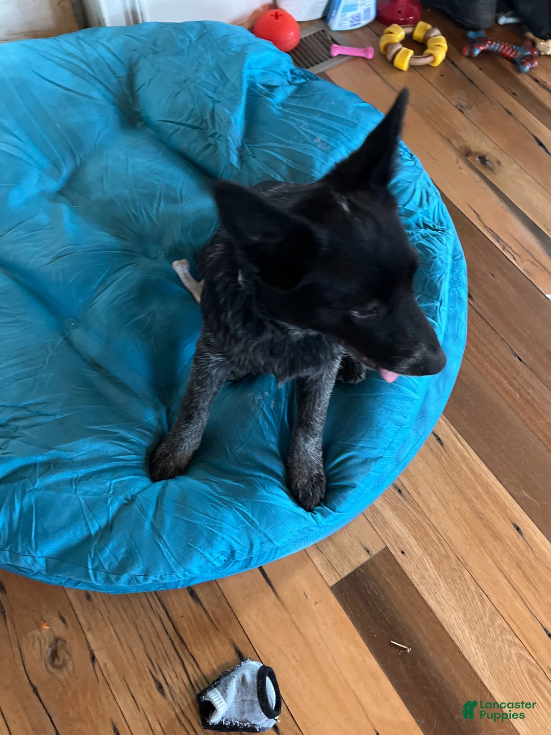 Australian Cattle Dog dogs for sale: Australian Cattle Dog Puppy 1 - Ad 2