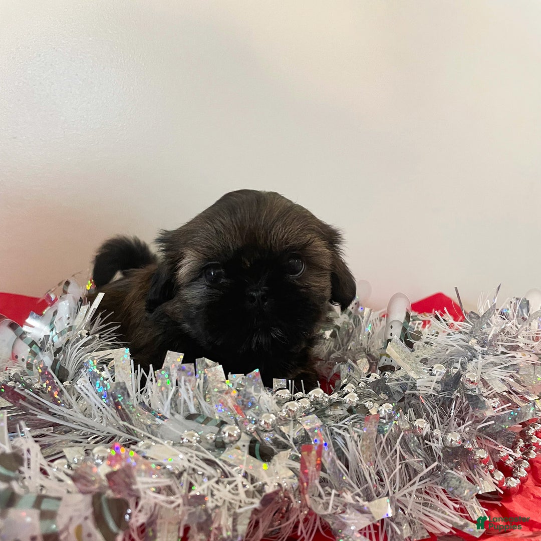 Shih Tzu dogs for sale: Jewel - Ad 3