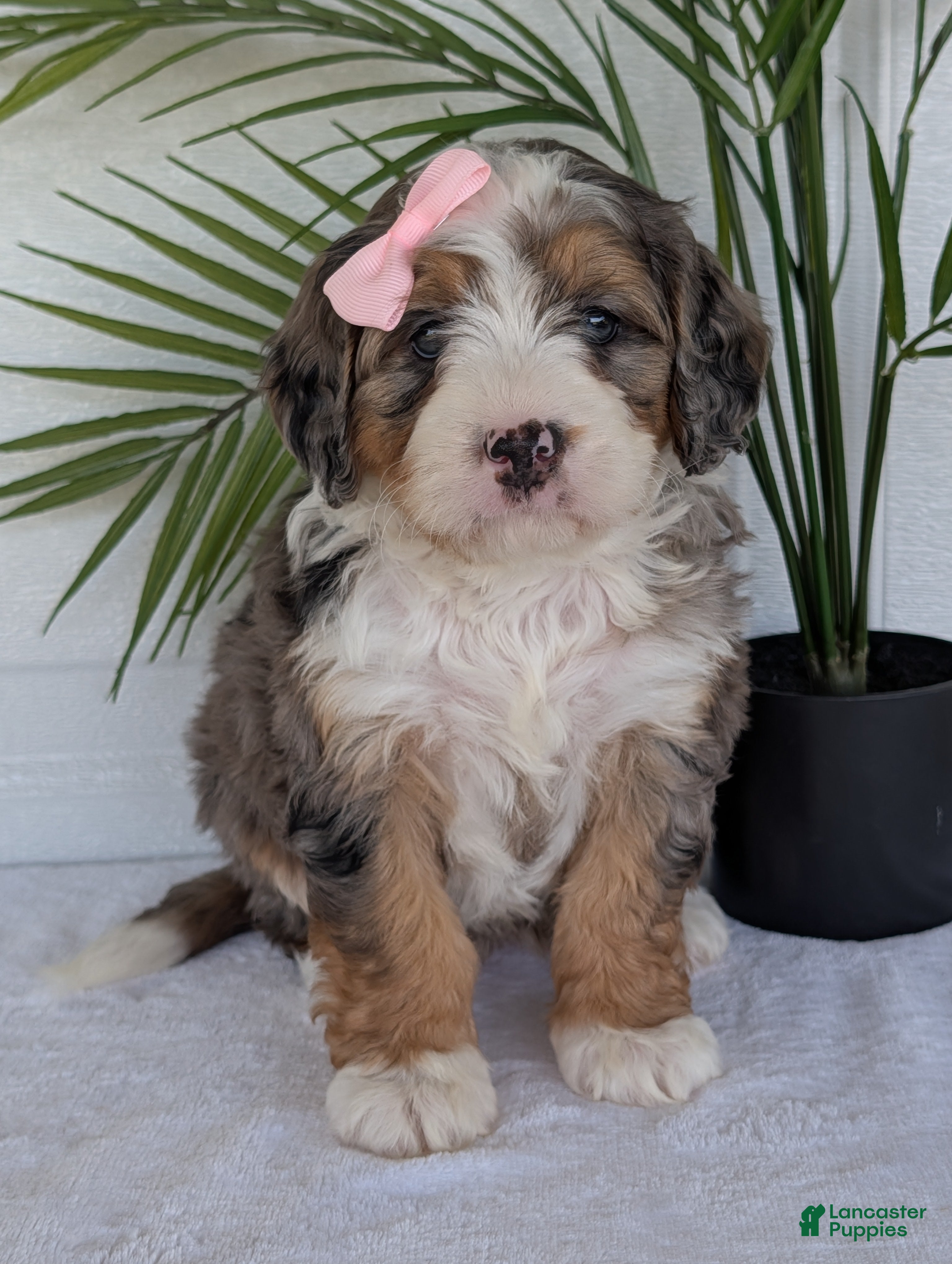 Mini Bernedoodle dogs Mini Allie  - Ad 2