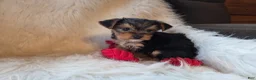 Yorkshire Terrier dogs for sale: Tyke - Ad 1