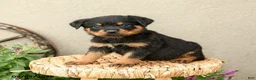 Rottweiler dogs for sale: Remi  - Ad 3