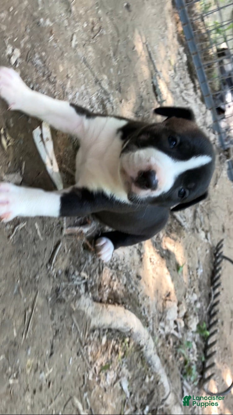 American Pit Bull Terrier dogs American Pit Bull Terrier 2 - Ad 5
