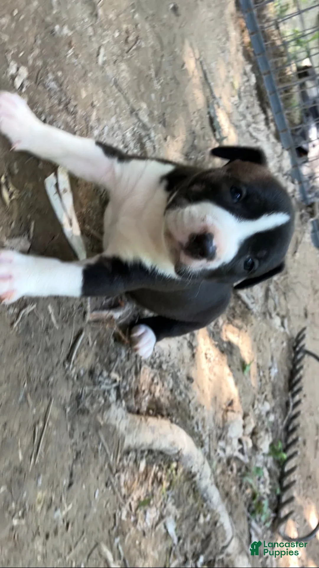 American Pit Bull Terrier dogs for sale: American Pit Bull Terrier 2 - Ad 1