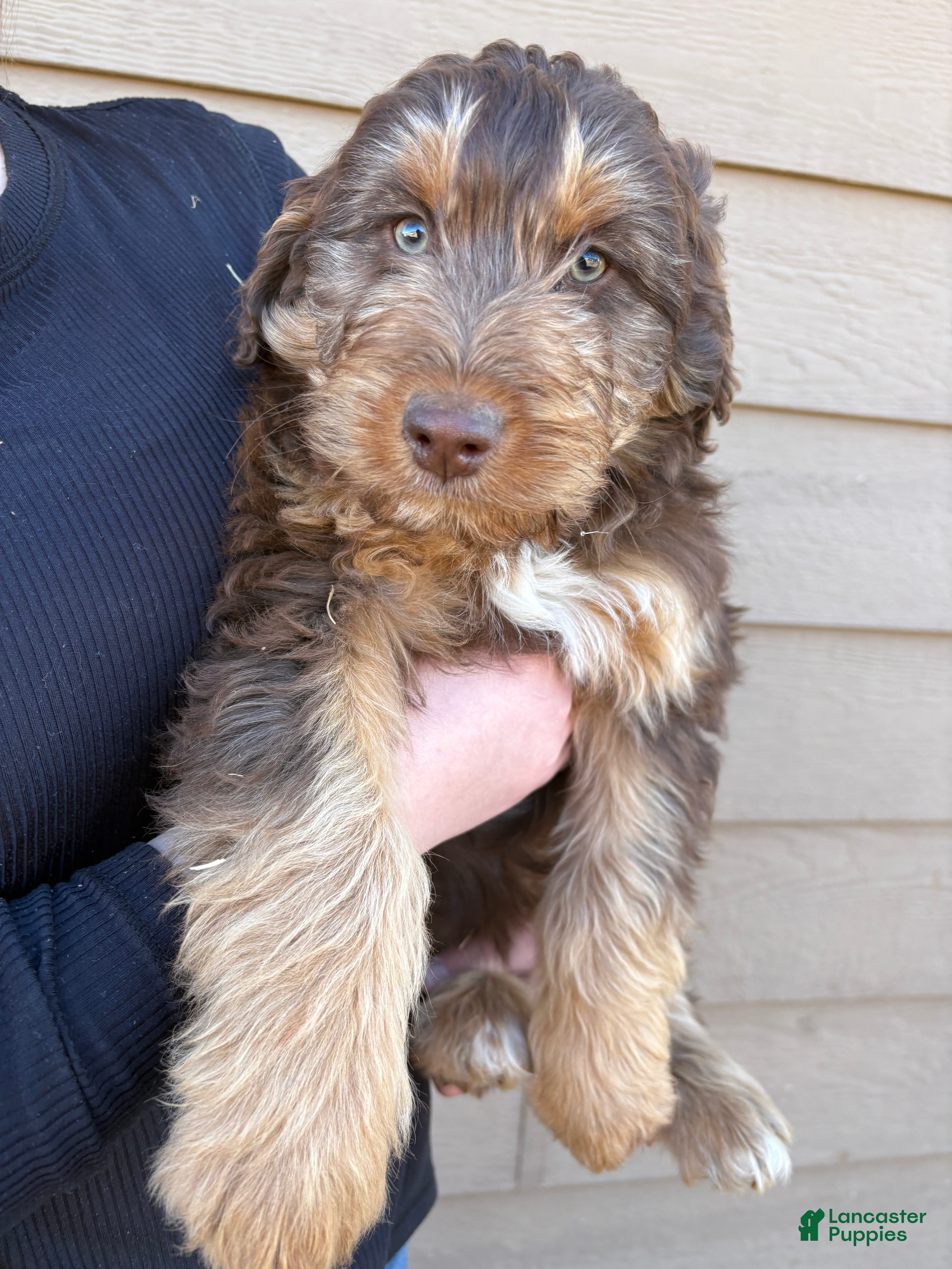 Aussiedoodle dogs  Puppy 1 - Ad 2
