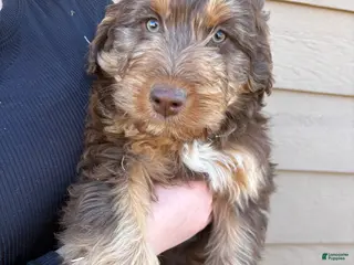 Aussiedoodle dogs Puppy 1 - Ad 2