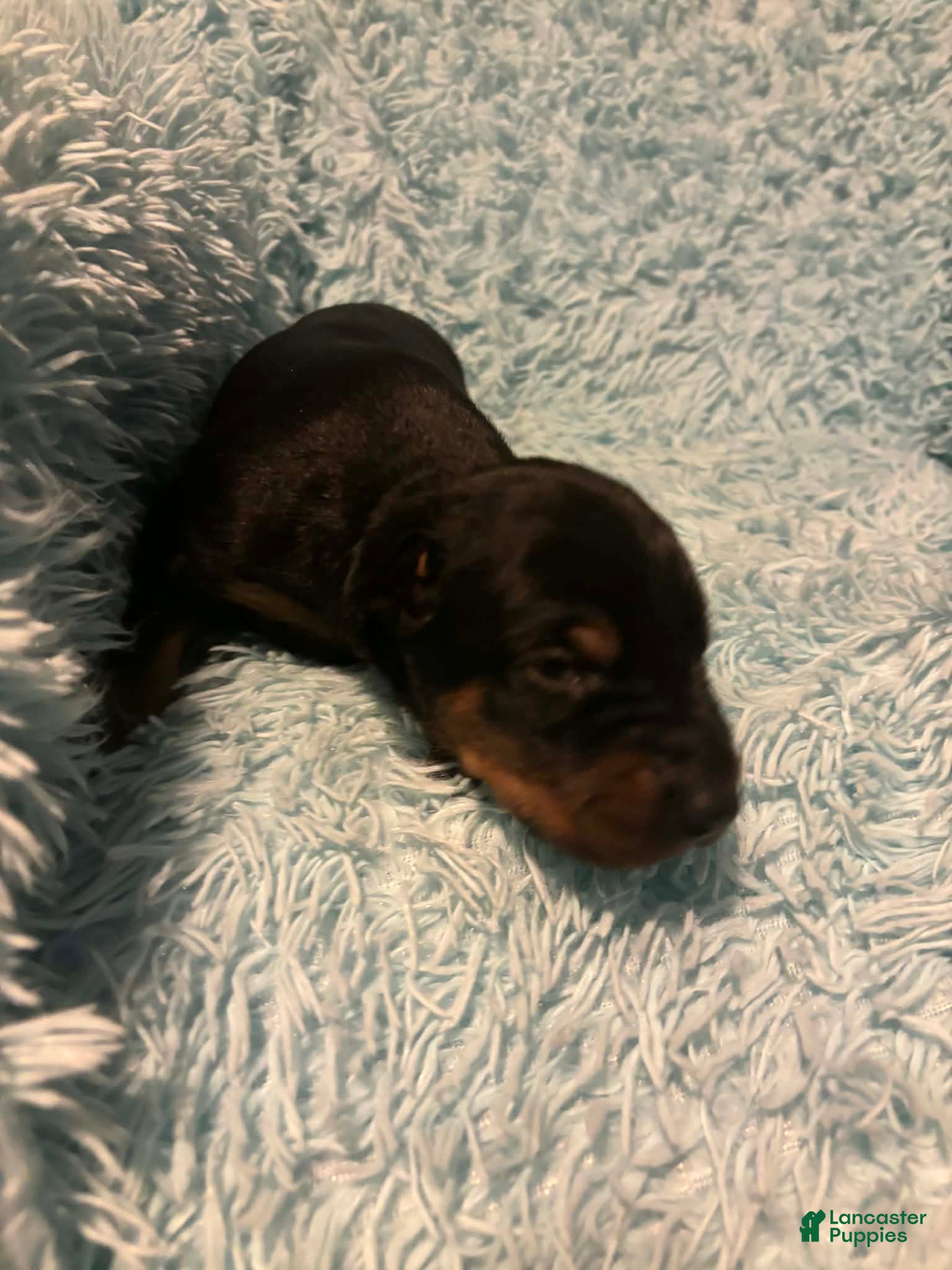 Doberman Pinscher dogs Male 2 with ear crop - Ad 24