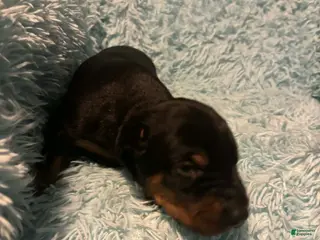 Doberman Pinscher dogs Male 2 with ear crop - Ad 24