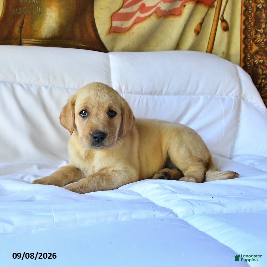 Labrador Retriever dogs Roxie - Ad 2