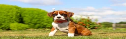 Boxer dogs for sale: Sandy - Ad 1