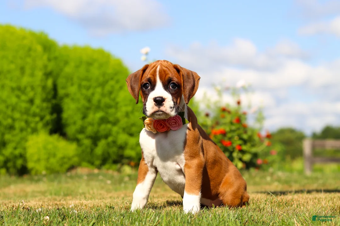 Boxer dogs for sale: Sandy - Ad 1