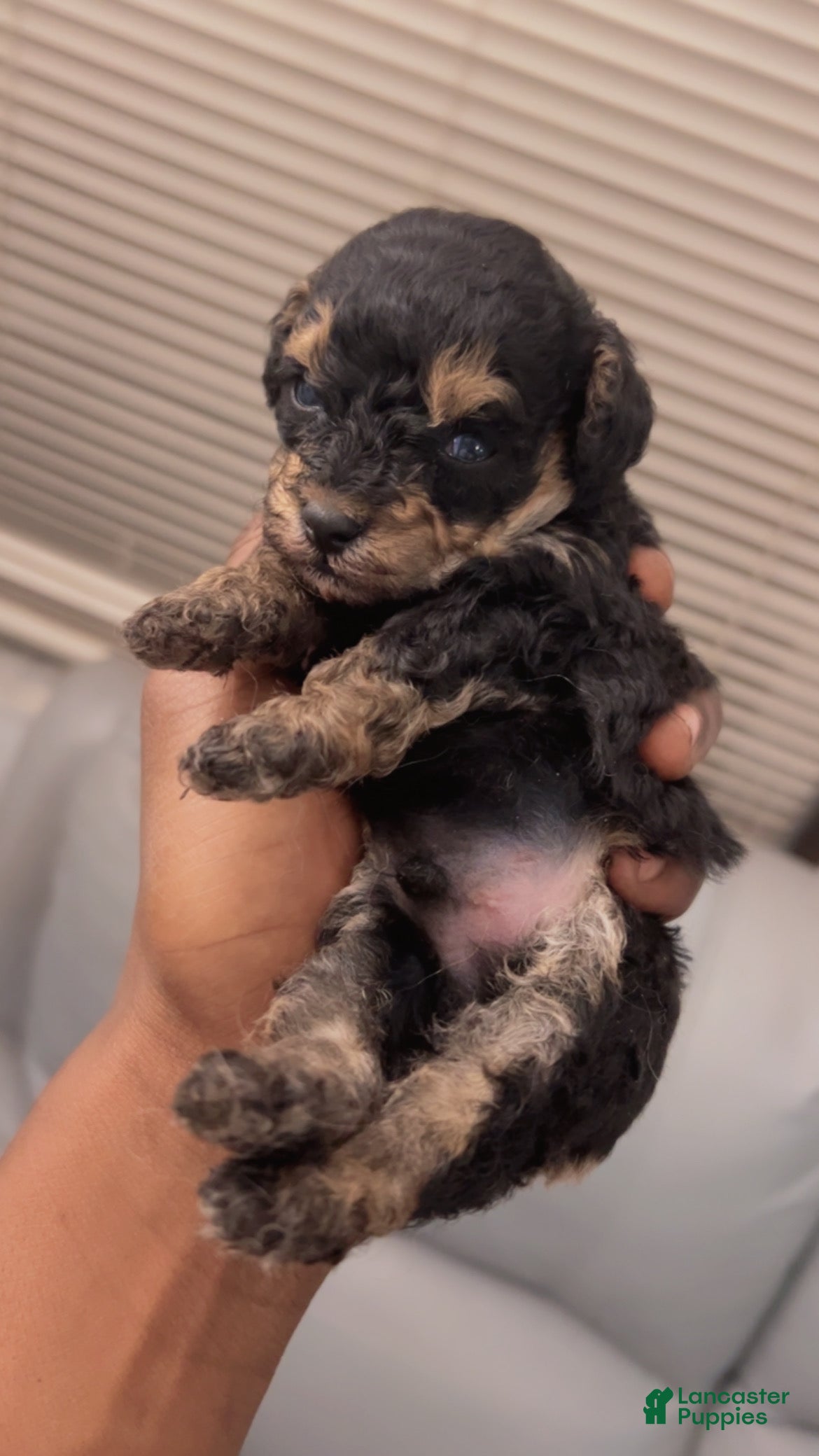 Toy Poodle dogs Toy Poodle Puppy 1 - Ad 27