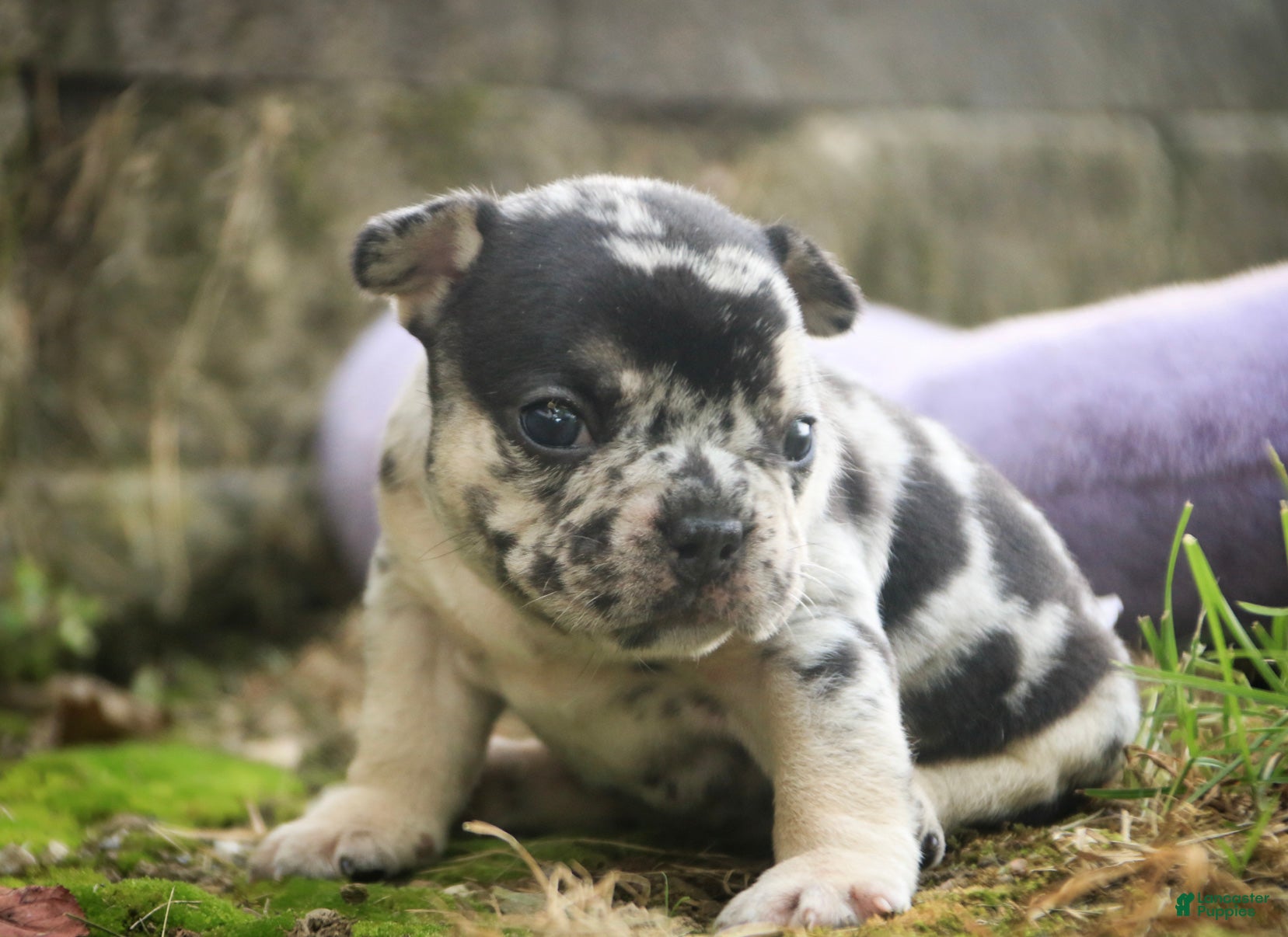 French Bulldog dogs Bella French Bulldog  - Ad 2