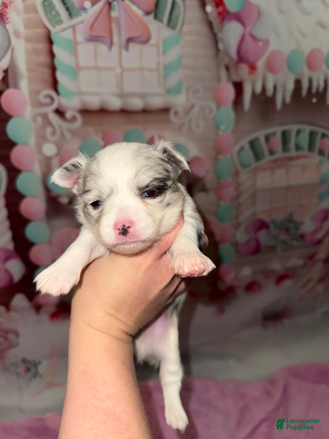 Chihuahua dogs for sale: Casper - Ad 3