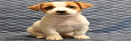 Jack Russell Terrier dogs for sale: Rex - Ad 3
