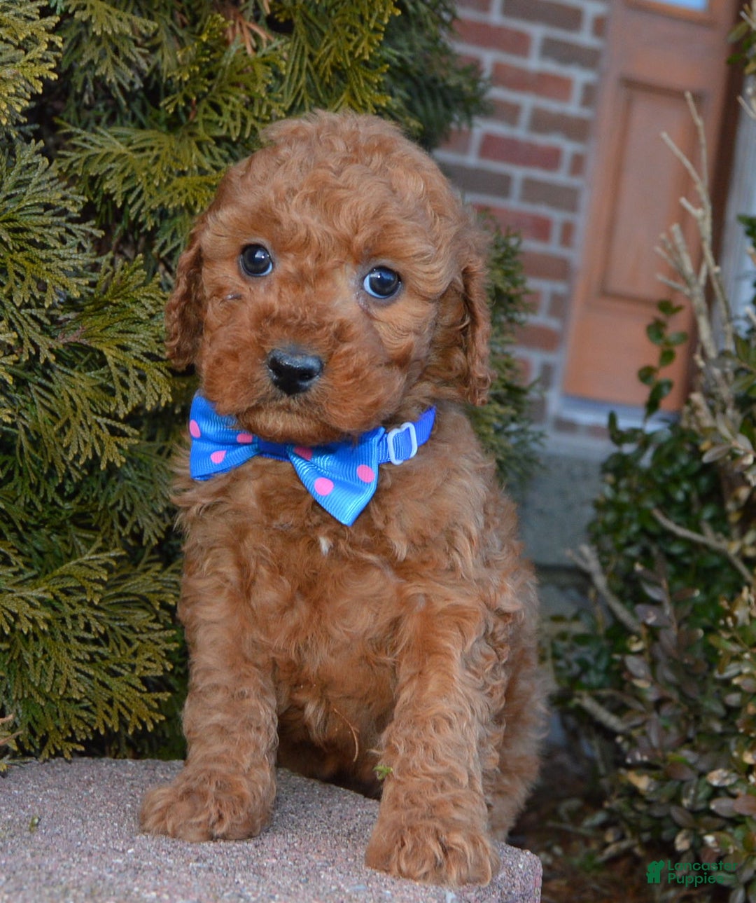 Cockapoo dogs for sale: Callie - Ad 11