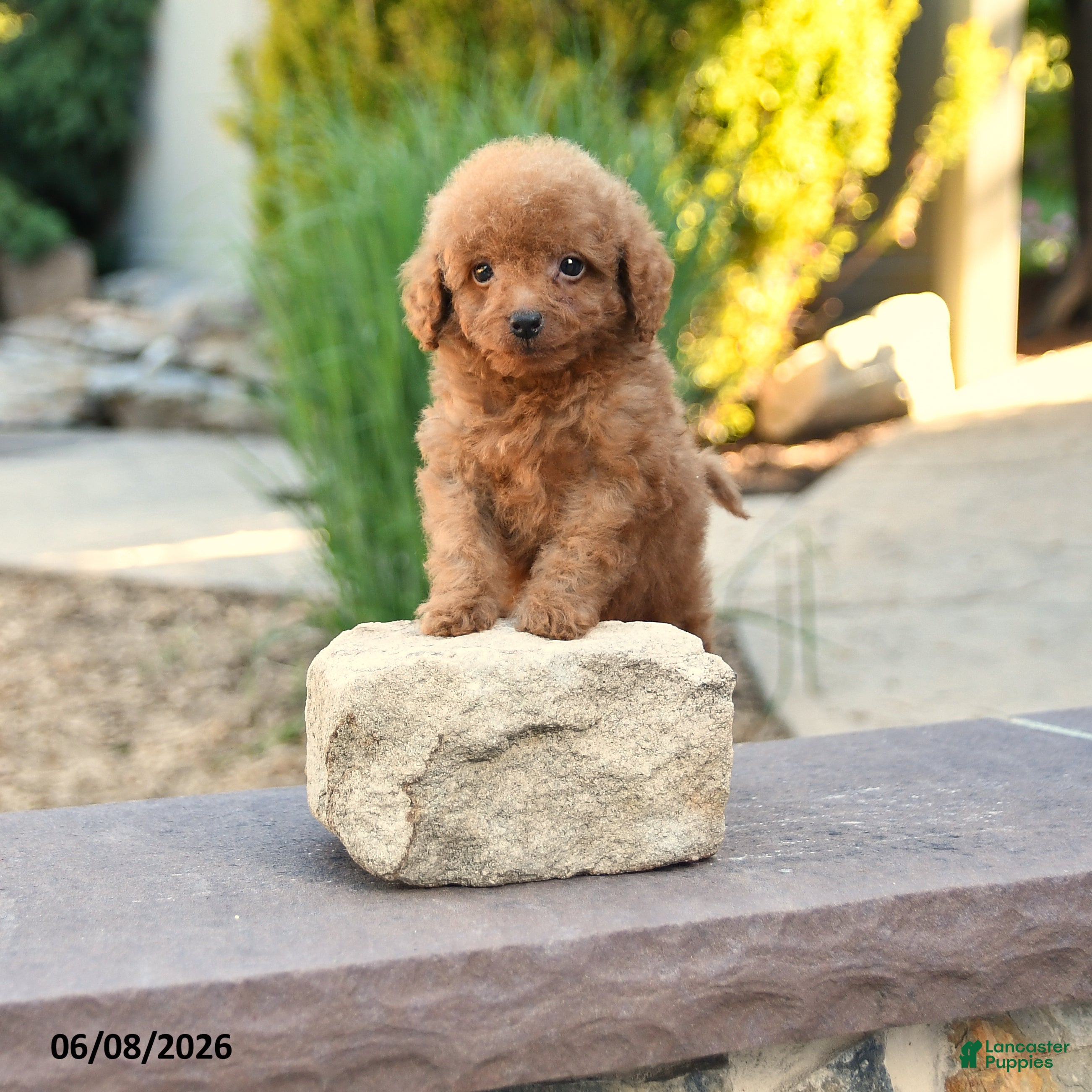 Miniature Poodle dogs Tiny Echo - Ad 1