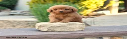 Miniature Poodle dogs for sale: Tiny Echo - Ad 1
