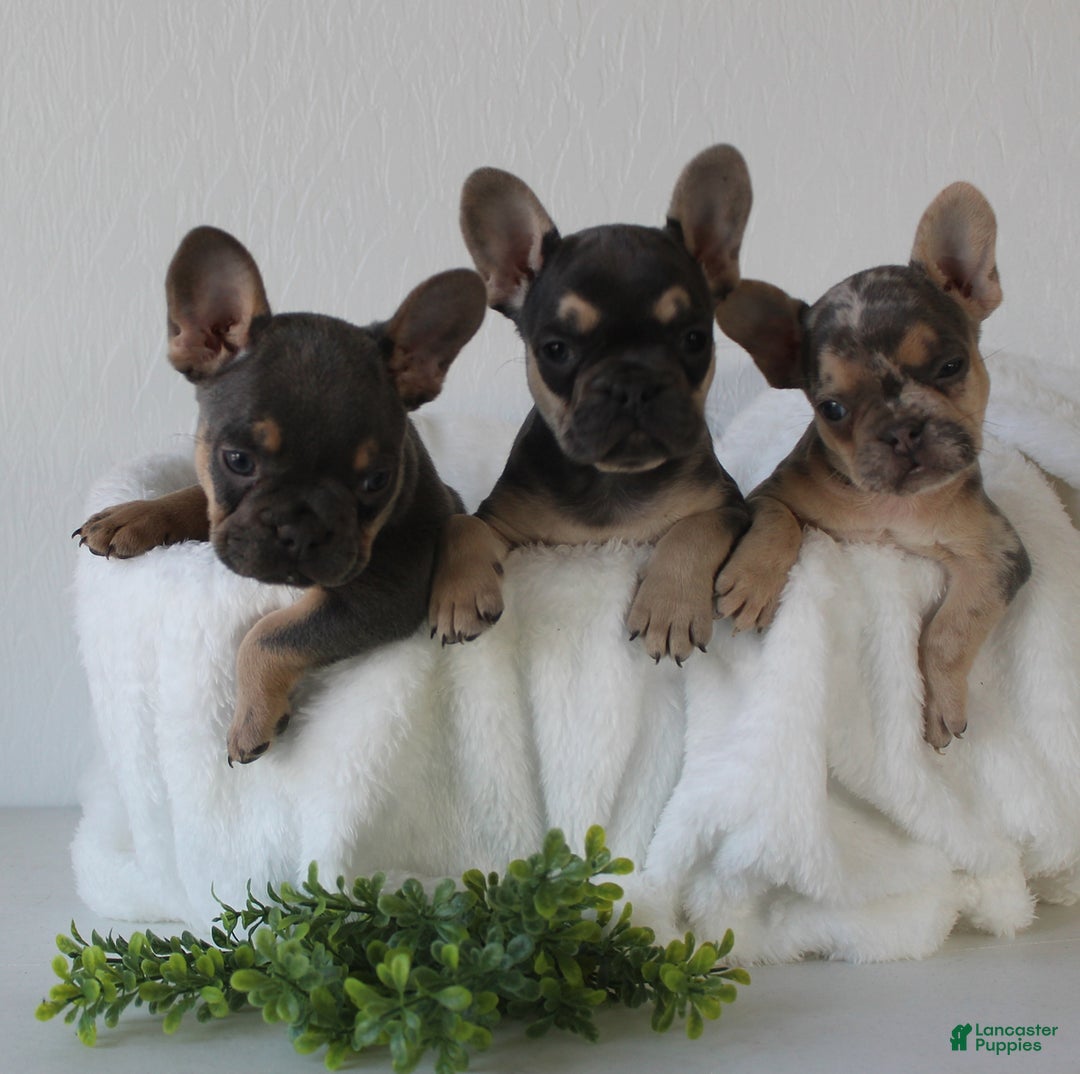Precious & Playful Companions - David & Esther