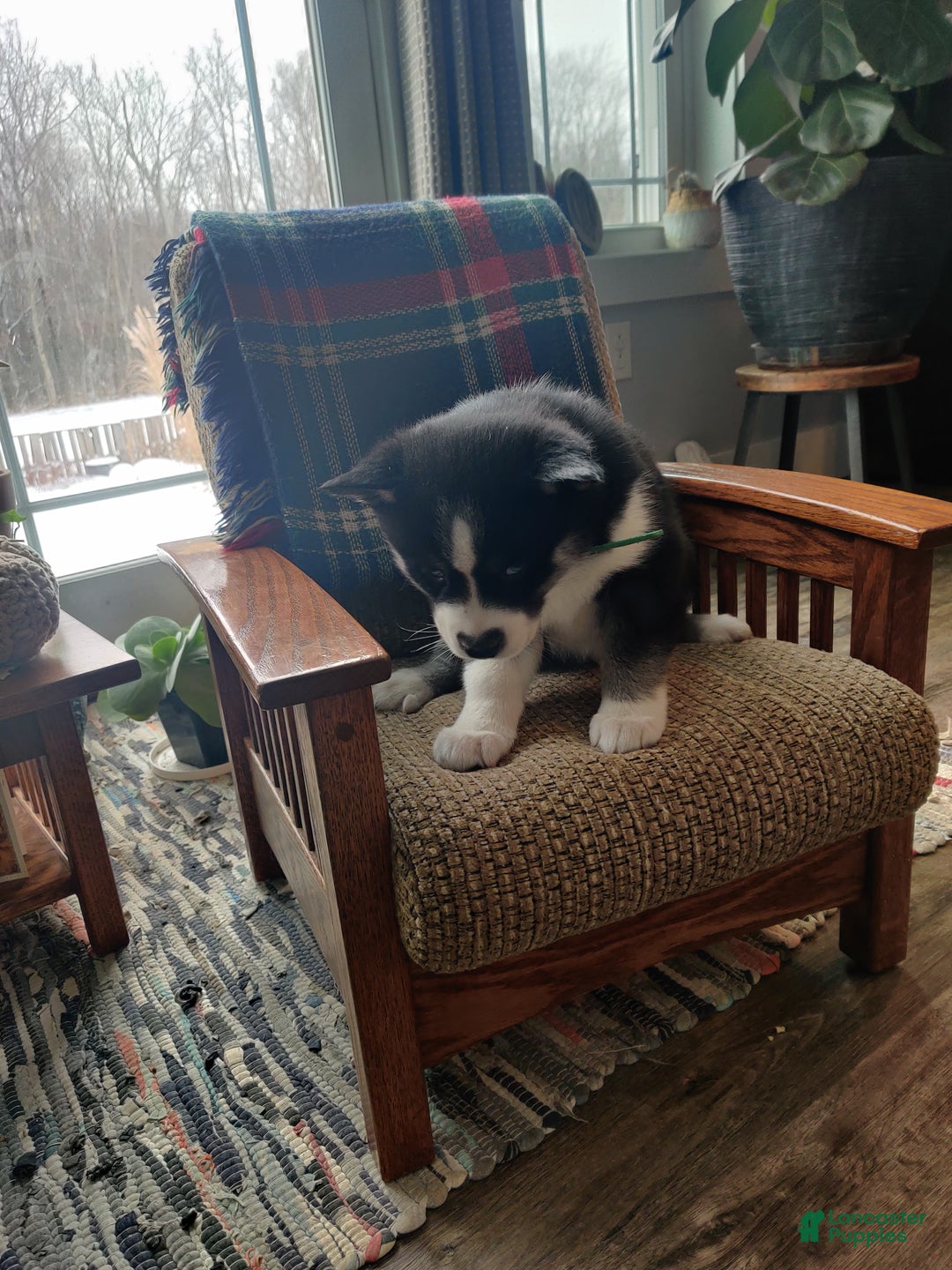 Siberian Husky dogs for sale: Jill - Ad 4
