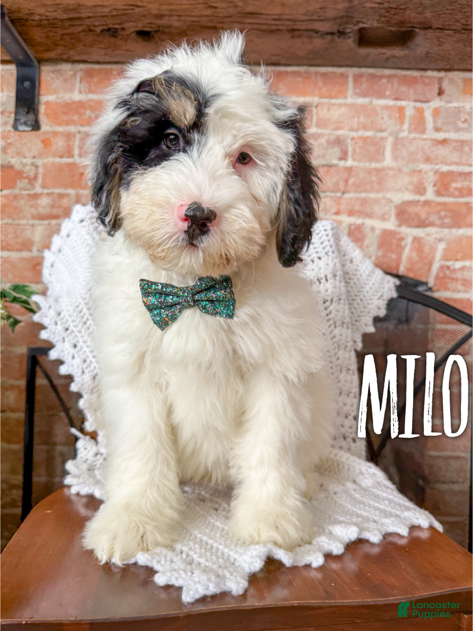 Mini Bernedoodle dogs Milo - Ad 13