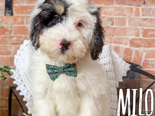 Mini Bernedoodle dogs Milo - Ad 13
