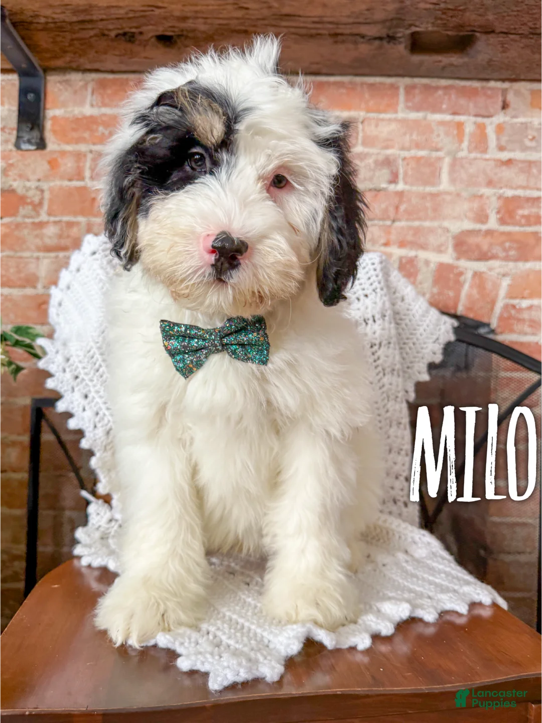 Mini Bernedoodle dogs for sale: Milo - Ad 2