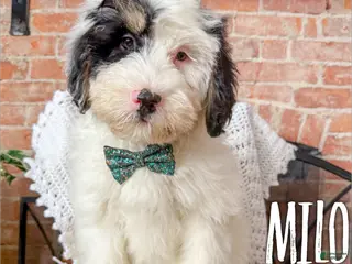 Mini Bernedoodle dogs Milo - Ad 16