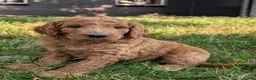 Goldendoodle dogs for sale: Rusty  - Ad 7