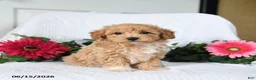 Maltipoo dogs for sale: Kayla - Ad 3