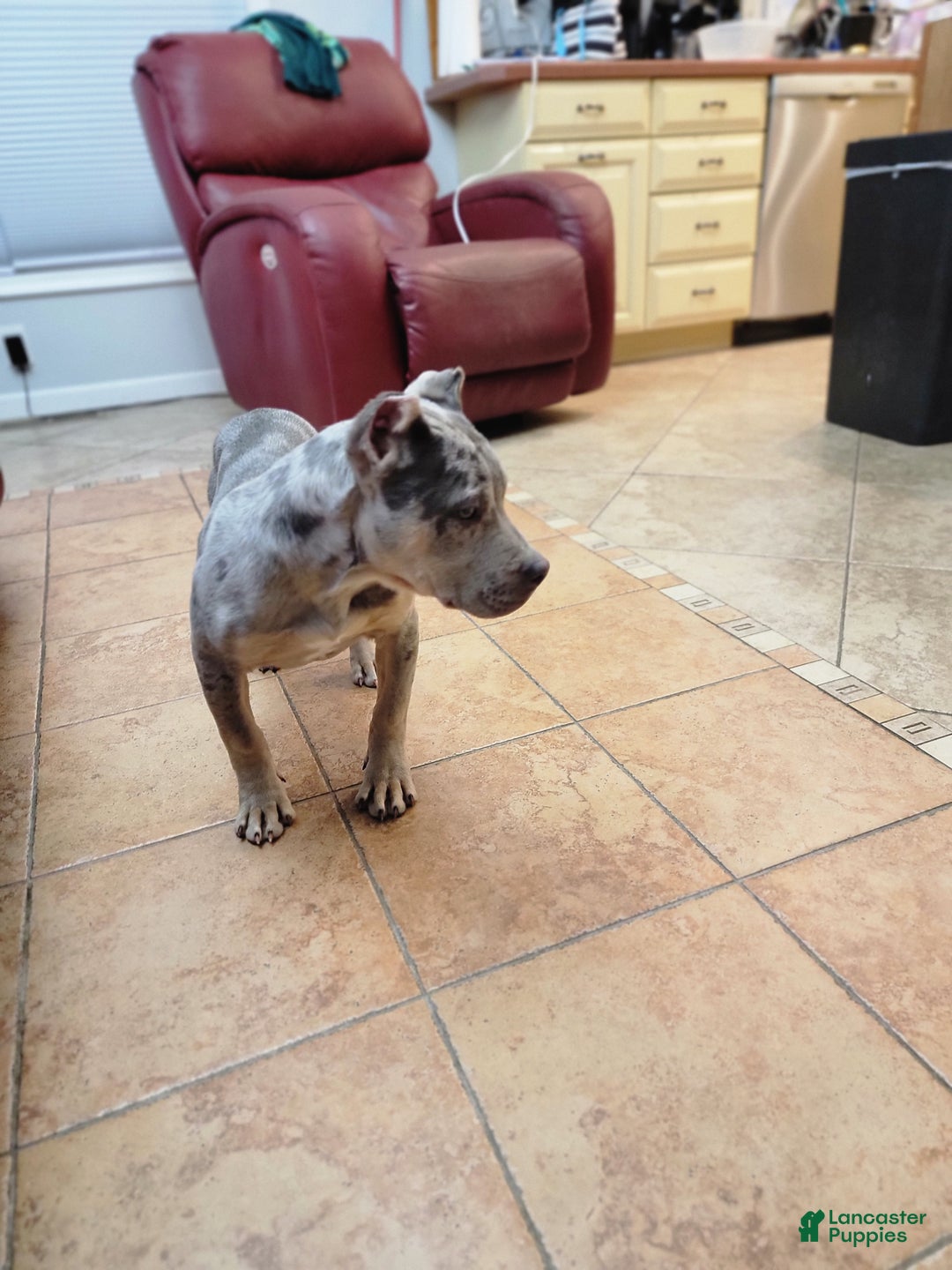 American Bully dogs for sale: American Bully Puppy 1 - Ad 3