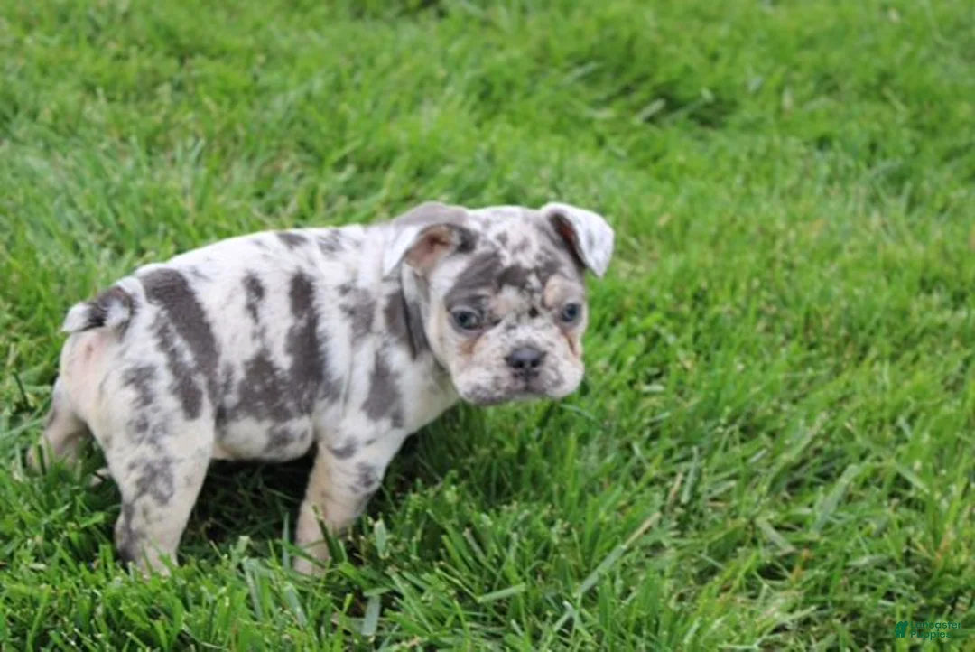 French Bulldog dogs for sale: Lucy - Ad 2