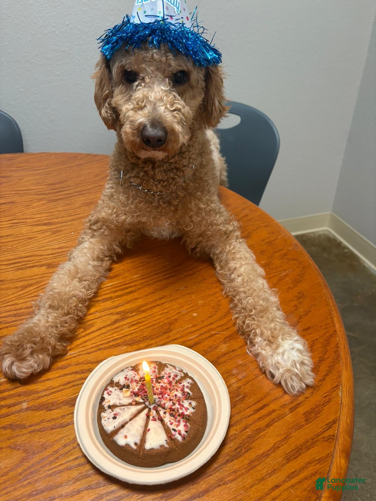 Miniature Poodle dogs Cash money - Ad 1