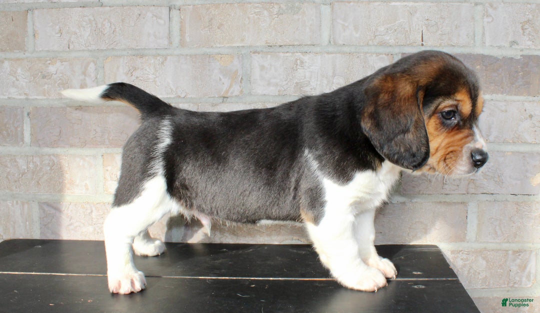 Beagle dogs for sale: Pinto - Ad 6