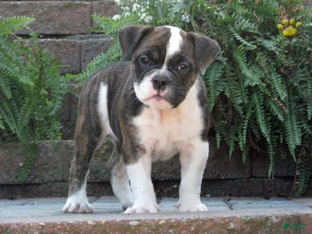 Gallery Image {{count}}