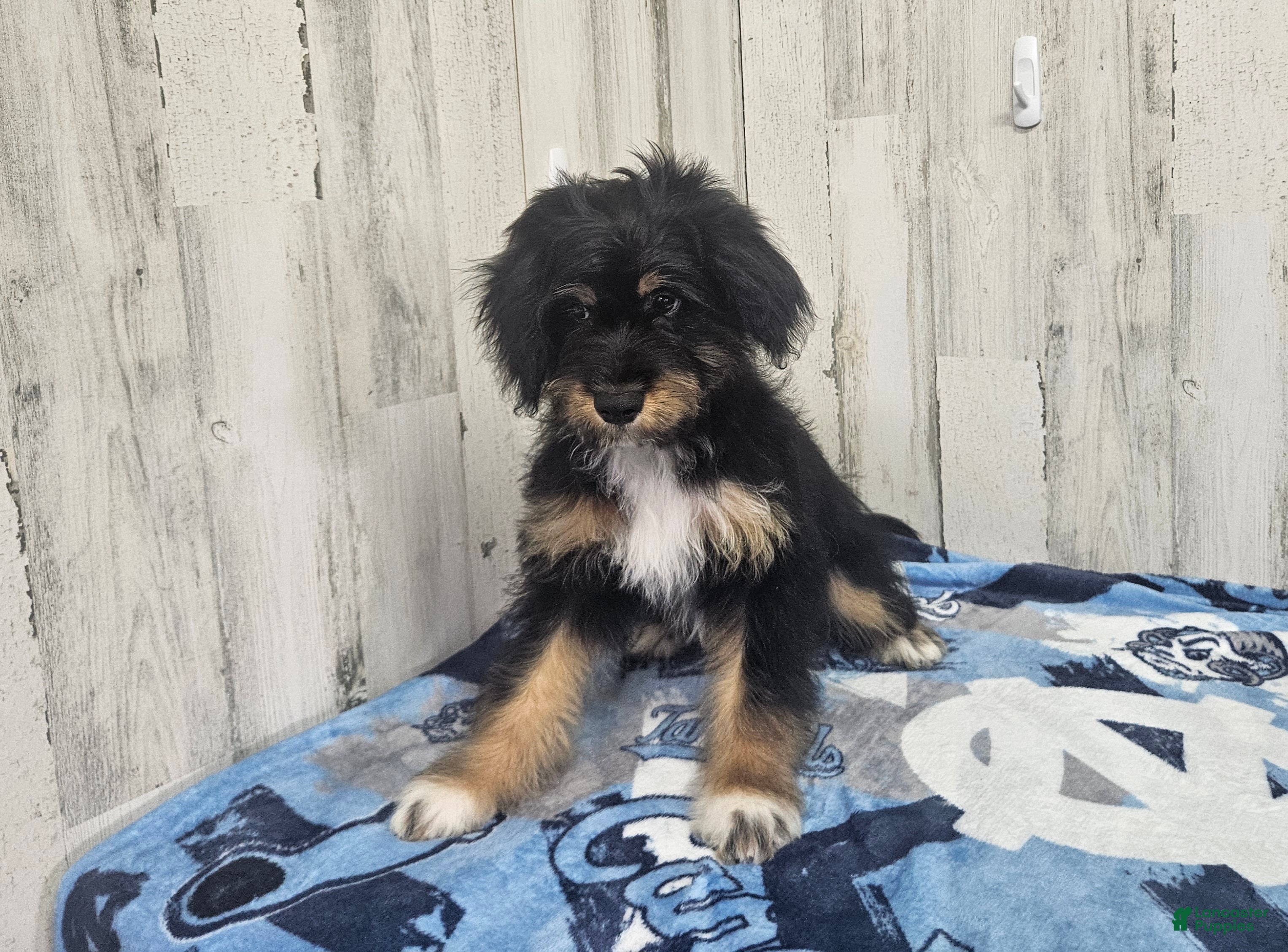 Mini Aussiedoodle dogs F1 Banana - Ad 7