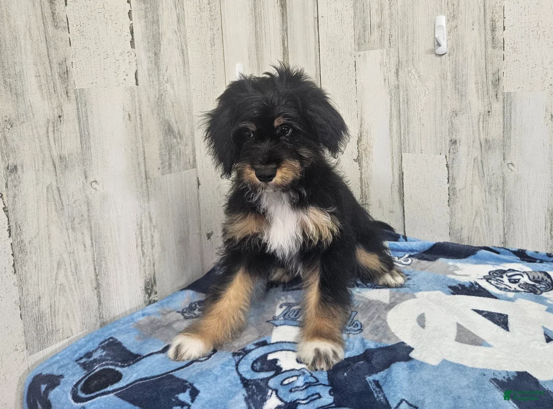 Mini Aussiedoodle dogs for sale: F1 Banana - Ad 1