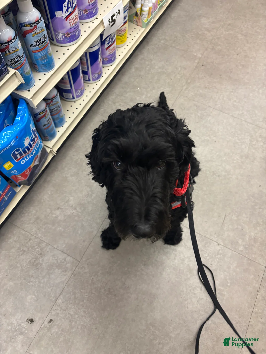 Labradoodle dogs for sale: Labradoodle for sale 43227 - Ad 5