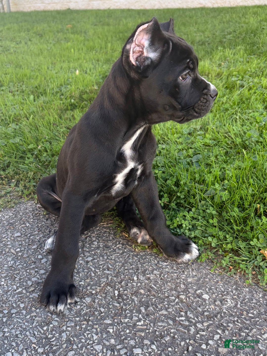Cane Corso dogs for sale: Garcia - Ad 2