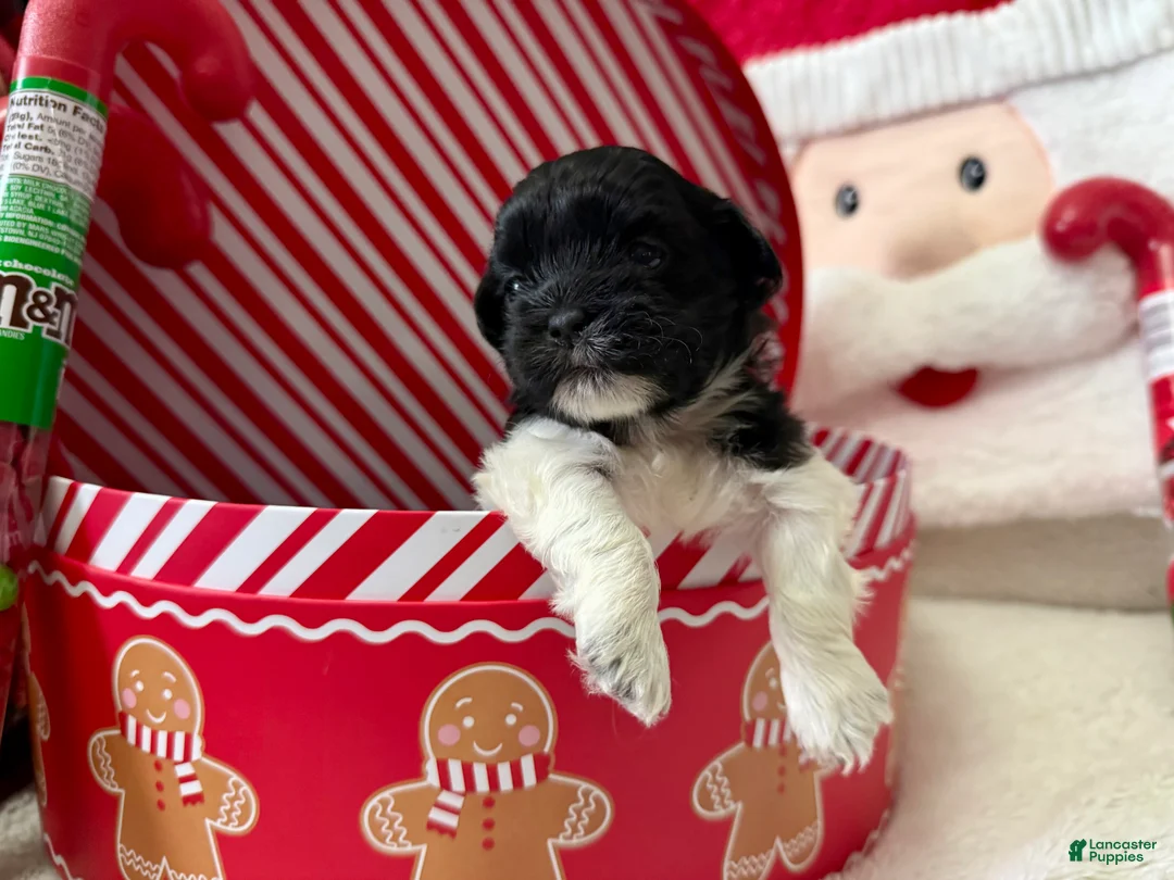 Shihpoo dogs for sale: Elphi - Ad 13