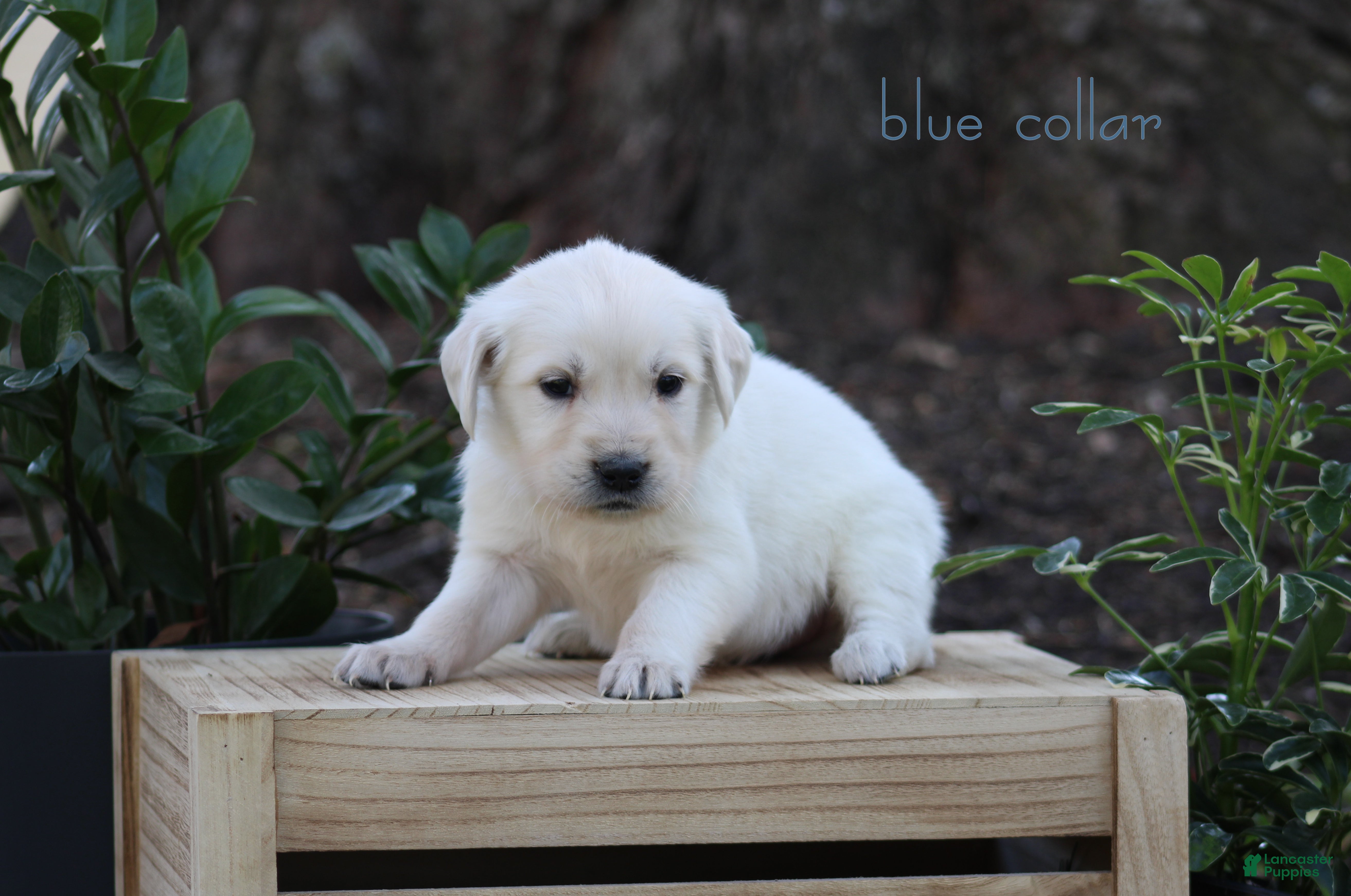 Golden Retriever dogs Golden Retriever Blue Collar - Ad 2