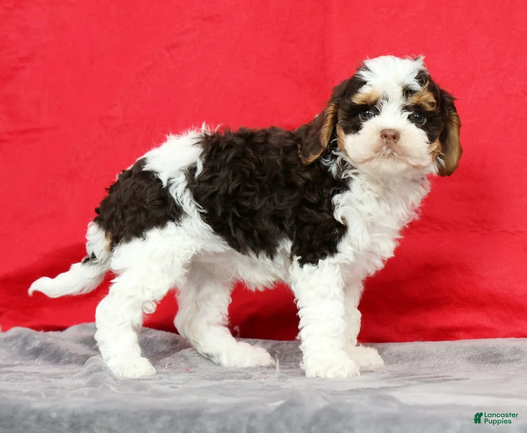 Cavapoo dogs for sale: Megan - Ad 2