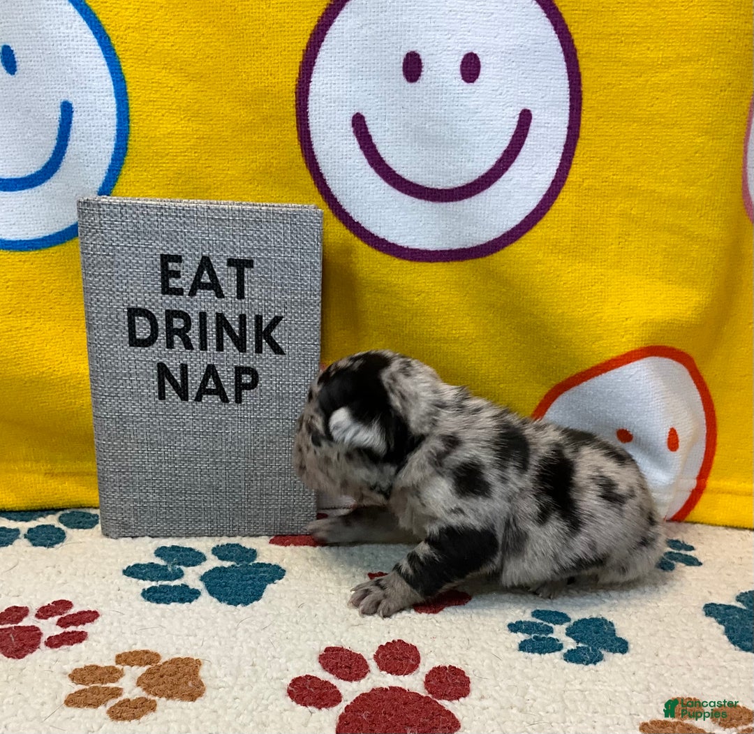 French Bulldog dogs for sale: Shell - Ad 23