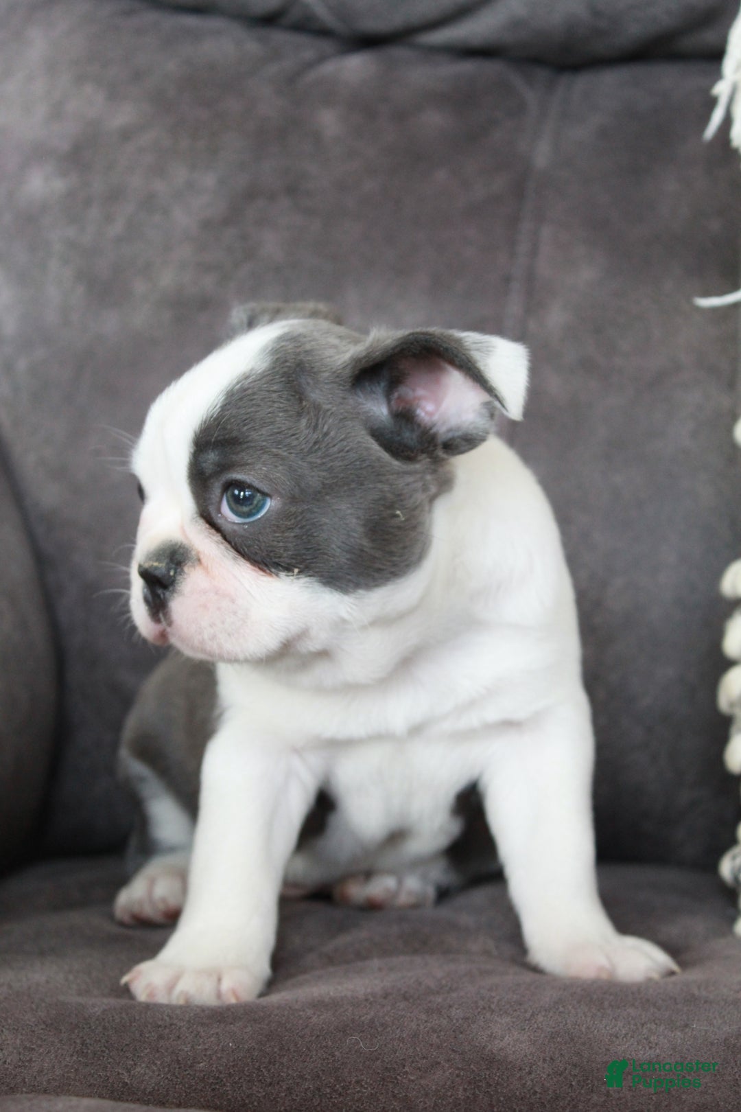 Frenchton dogs for sale: Frenchie  - Ad 10